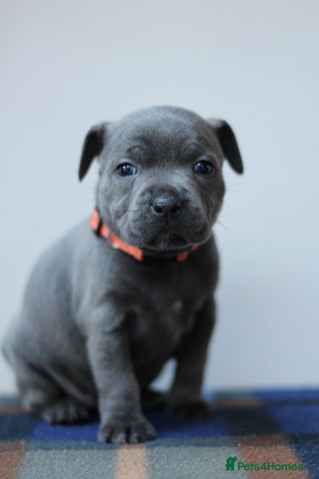 Staffordshire Bull Terrier dogs for sale: SBT CHAMPION BLOODLINE FURY & CLEO - Advert 4