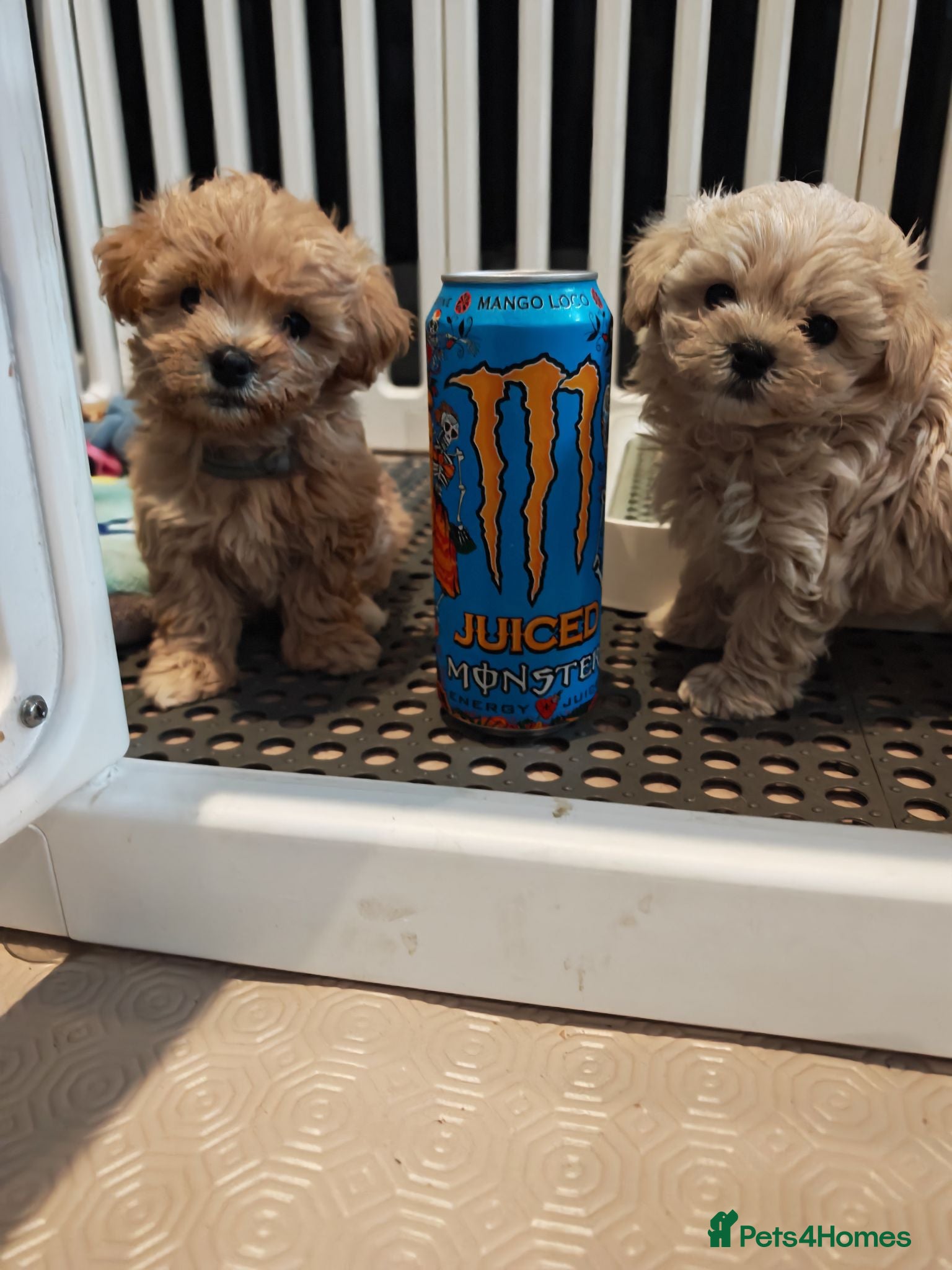 Maltipoo dogs Maltipoo F1 Toy Size, KC Parents, DNA Tested Clear - Advert 2