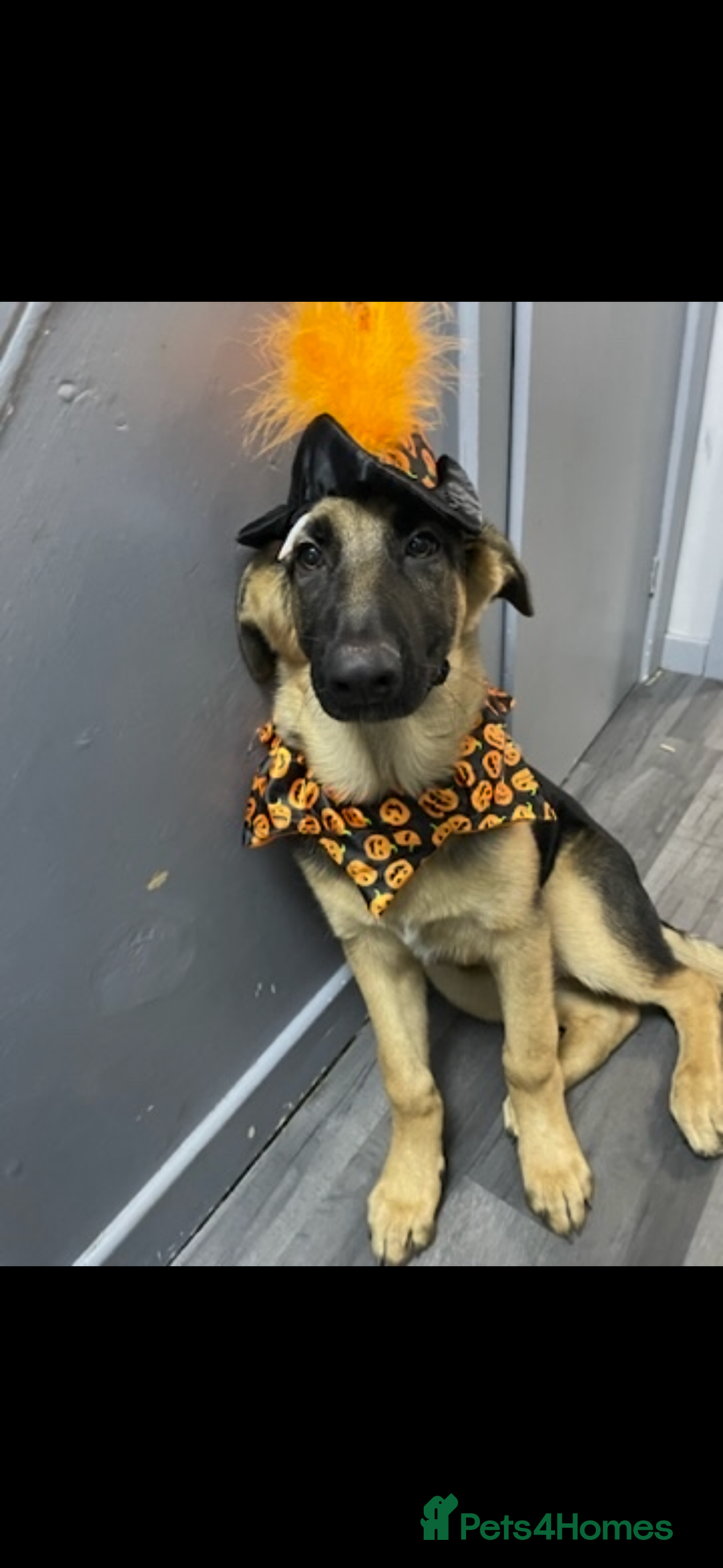 German Shepherd dogs for sale: 2 year old male German shepherd  - Advert 5
