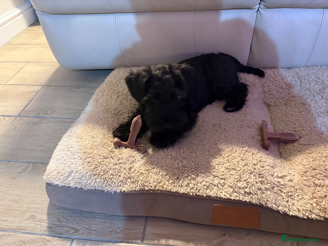 Miniature Schnauzer dogs for sale: Black mini schnauzer puppy 15 weeks old  - Advert 1