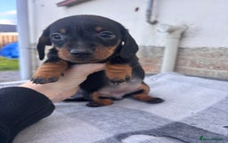 Miniature Dachshund dogs for sale: Miniature dachshund puppies - Advert 3