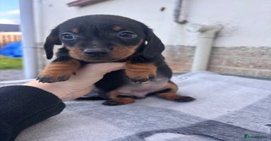 Miniature Dachshund dogs Miniature dachshund puppies - Advert 14