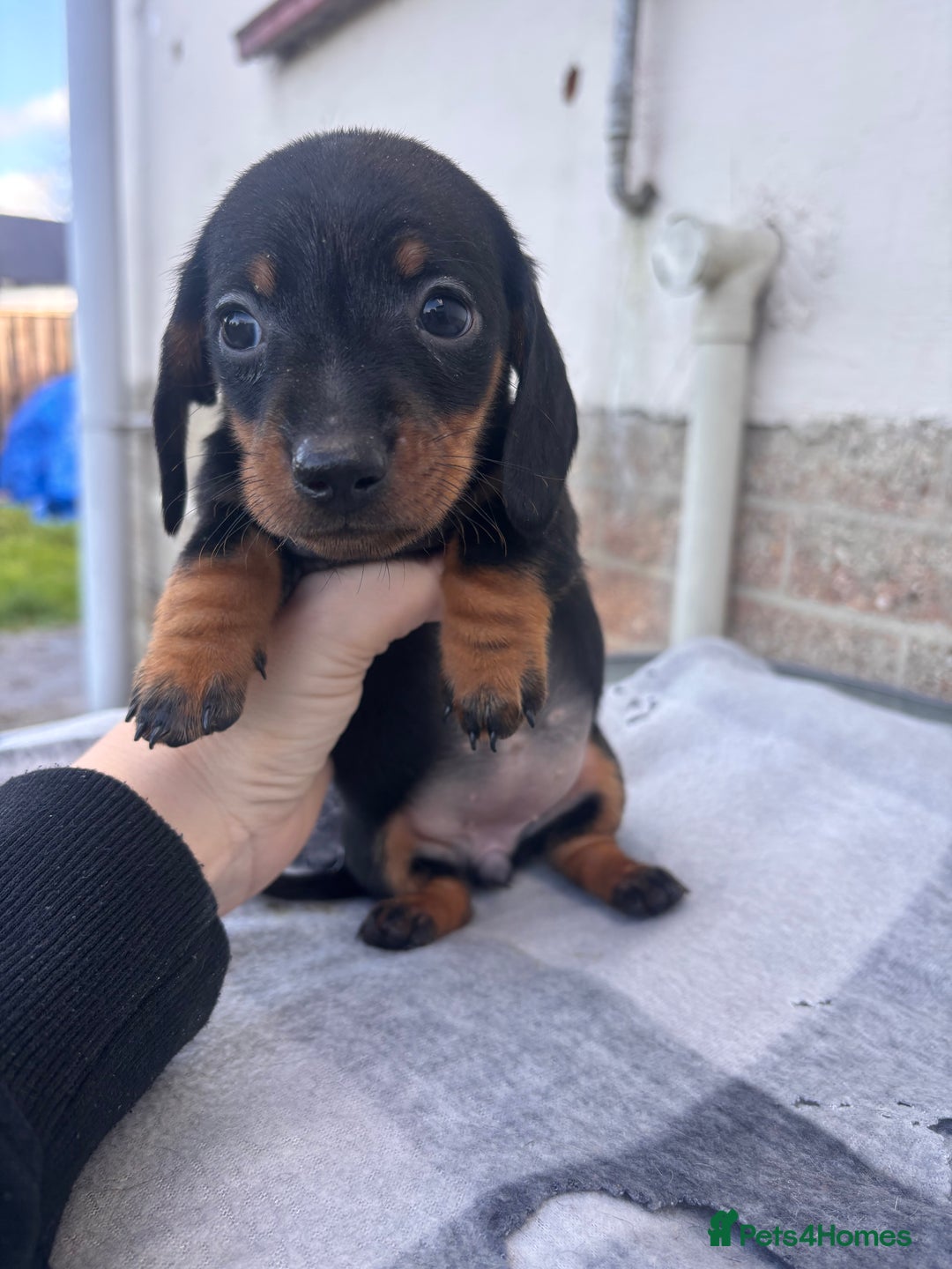 Miniature Dachshund dogs for sale: Miniature dachshund puppies - Advert 3