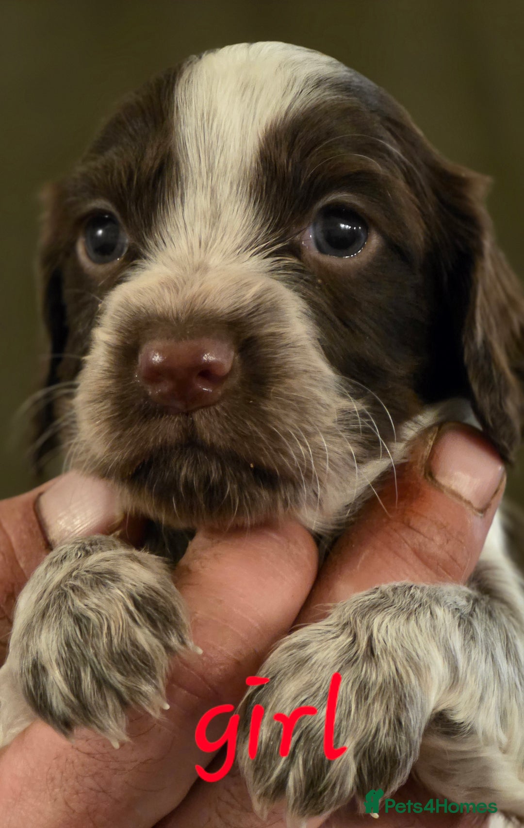 Cocker Spaniel dogs for sale: Stunning litter cocker spaniel puppies  - Advert 6