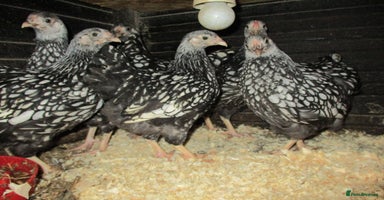 Chickens poultry - Advert 3