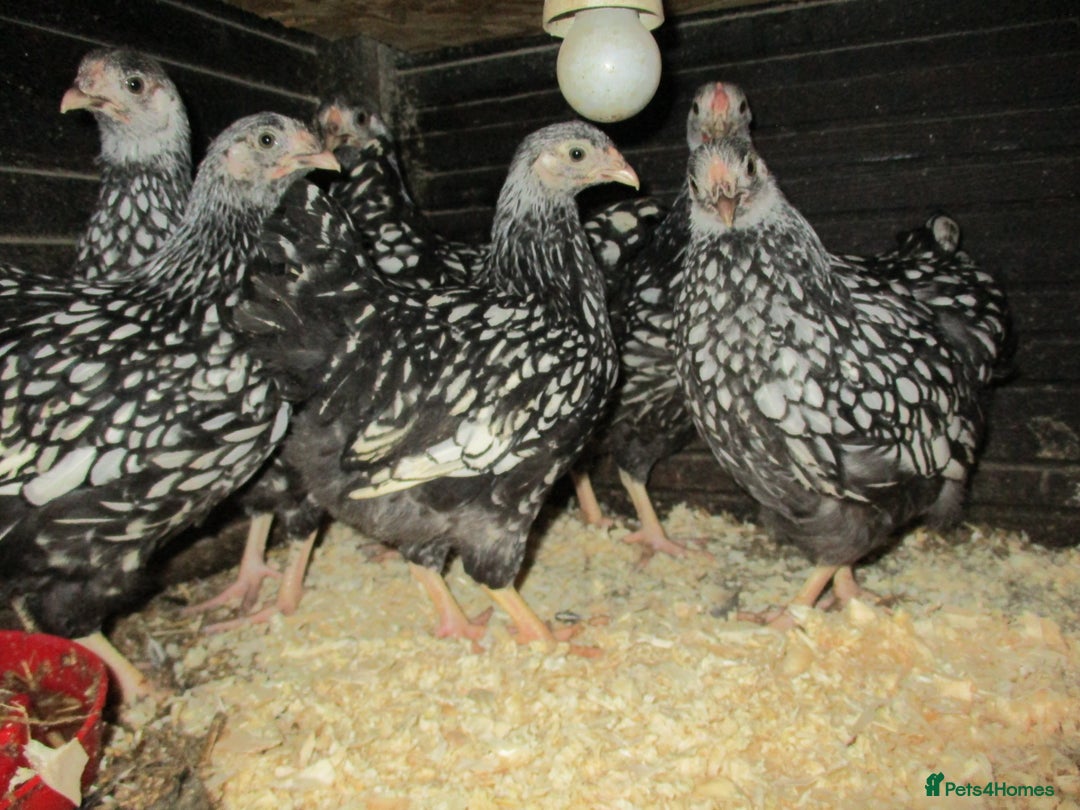 Chickens poultry for sale: Silver Laced Wyandotte Bantam pullets. - Image 2