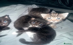 Bengal cats for sale: Cross Bengals  - Image 6