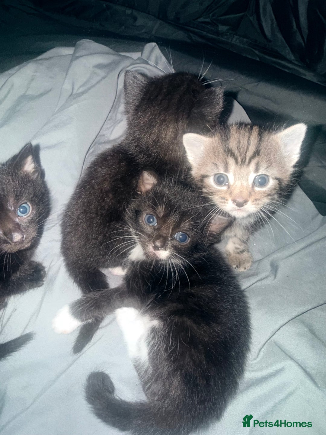 Bengal cats for sale: Cross Bengals  - Image 6