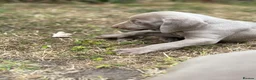 Weimaraner dogs for sale: 🐶KC Registered Weimaraner Puppies 🐶 - Advert 14