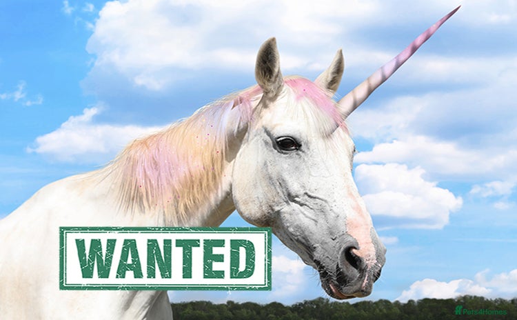 Irish Cob horses - Advert 1