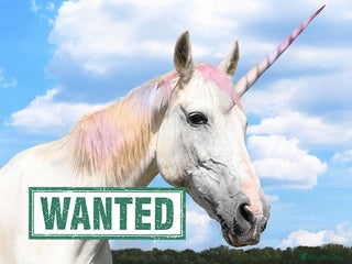 Irish Cob horses - Advert 3