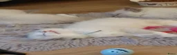 Ragdoll cats for sale: Ragdoll  kitten  - Advert 5