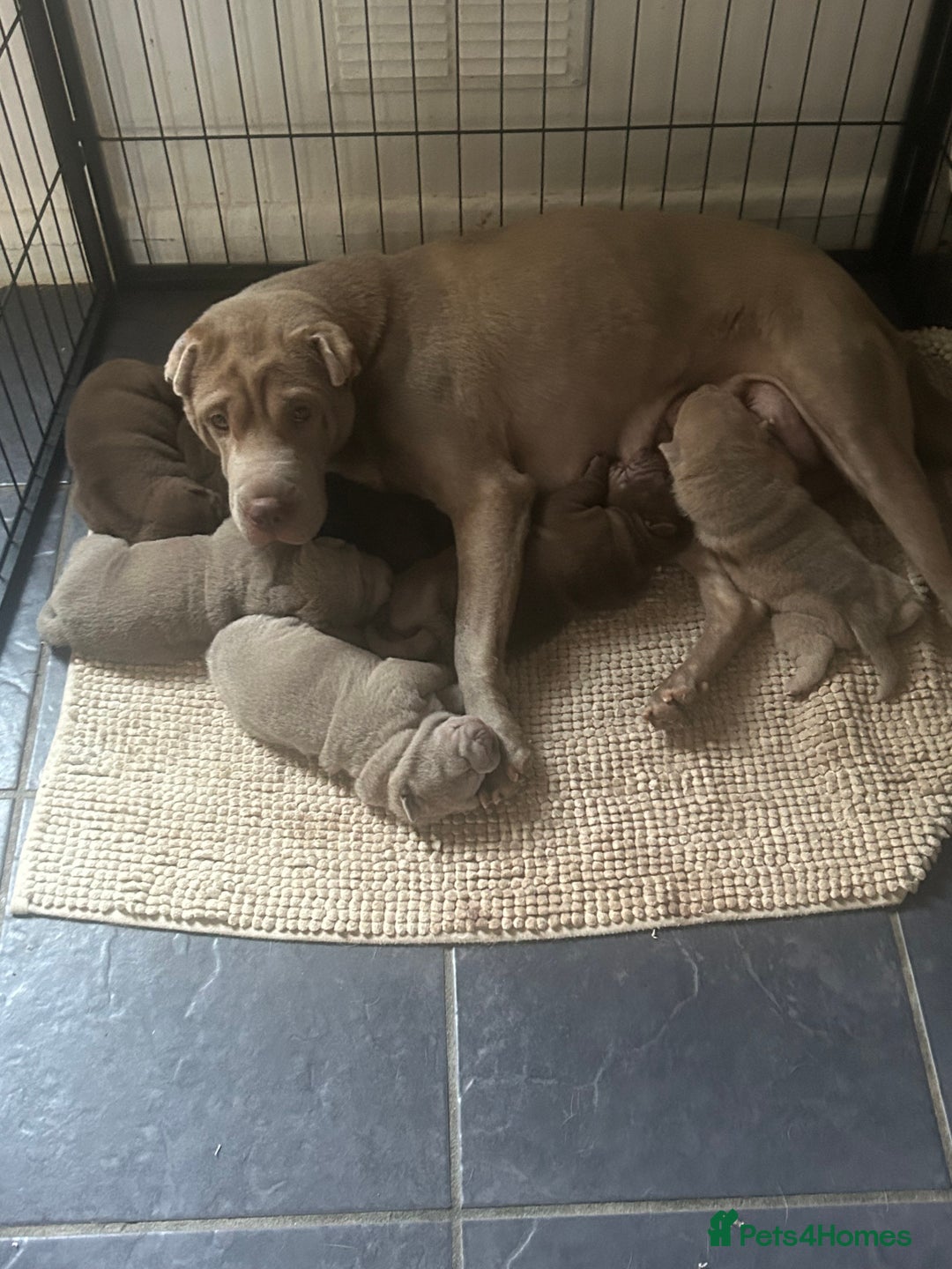Shar Pei dogs for sale: Beautiful Shar Pei puppies  - Image 11