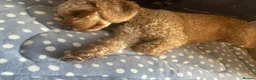 Cavapoo dogs for sale: Exceptional Cavapoo Puppies - Ruby & Apricot - Advert 3