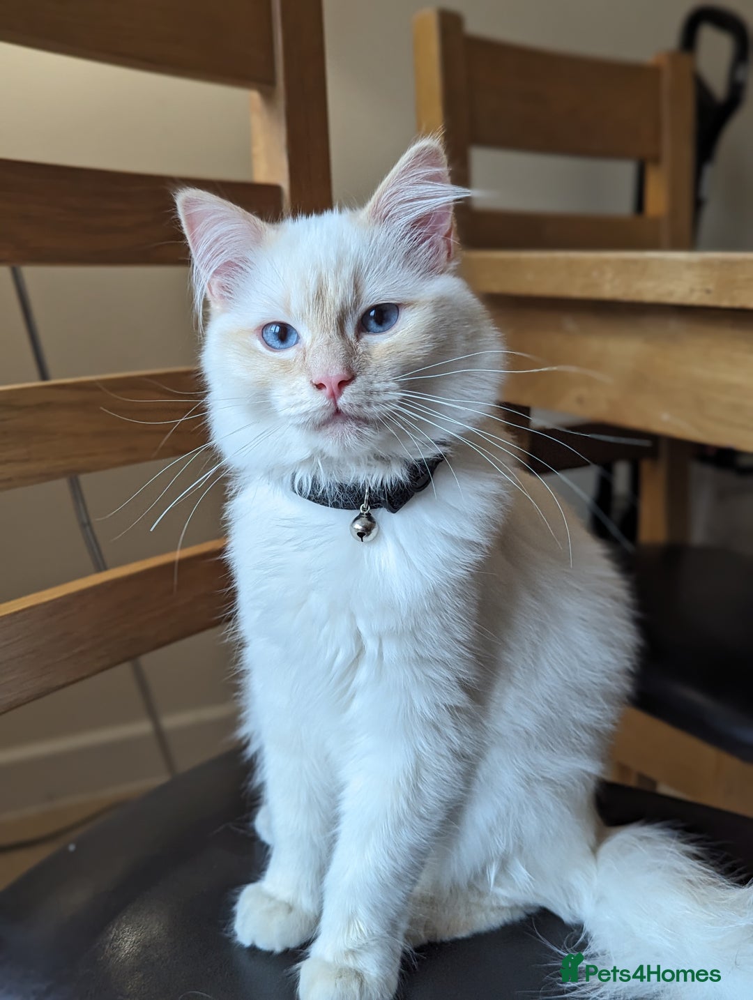 Mixed Breed cats for sale: Rare Ragfold kittens - Ready 26th January  - Advert 3