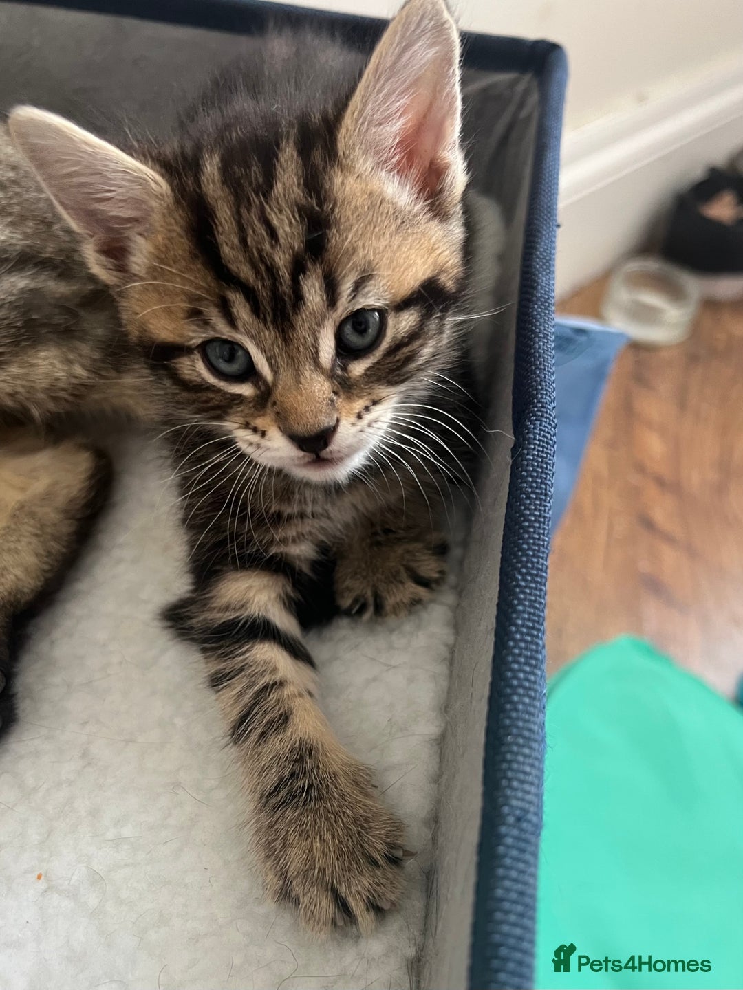 Mixed Breed cats for sale: 3 adorable kitten - Image 4