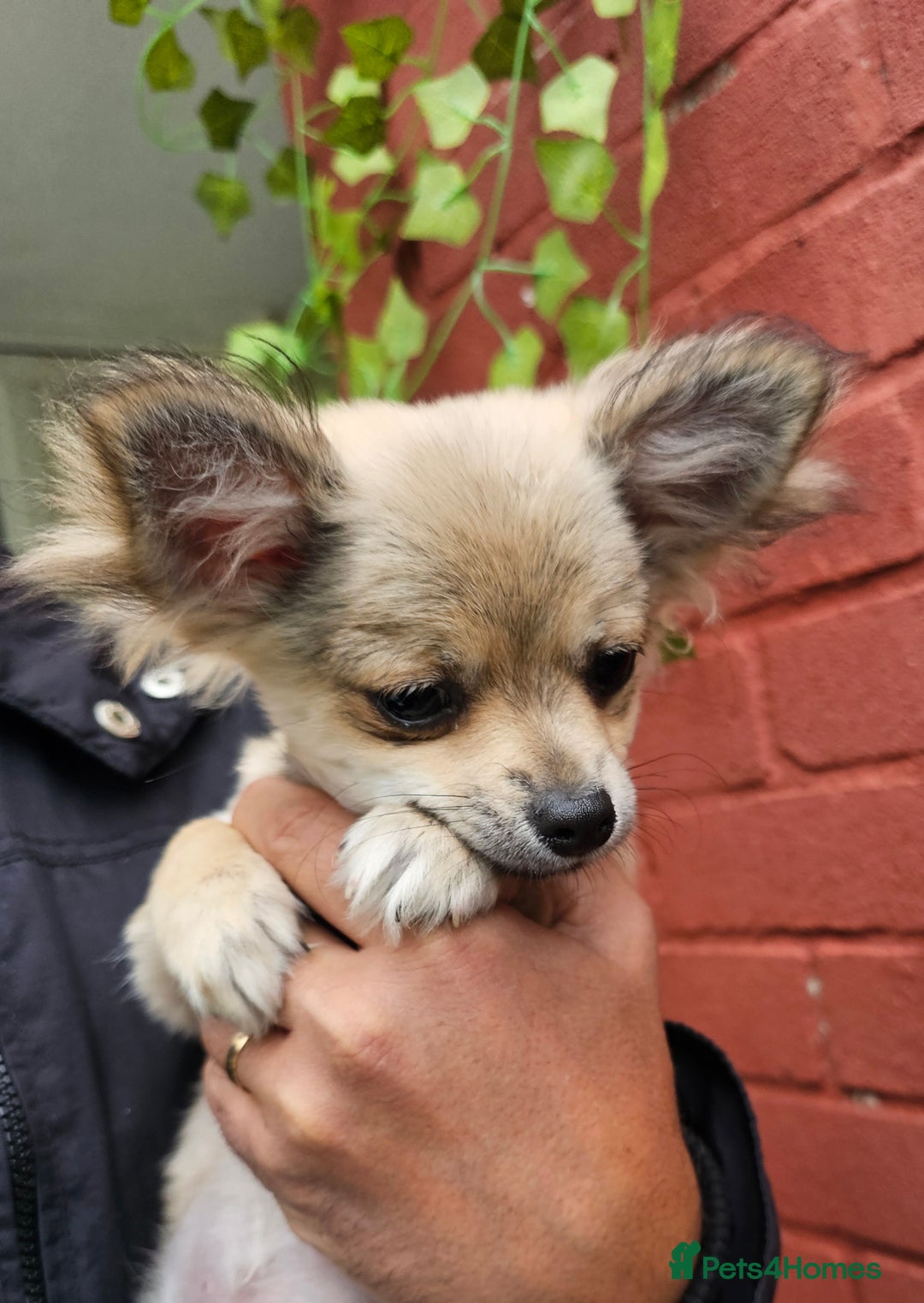 Chihuahua dogs for sale: KennelClub.Reg Chihuahua Our Last Sweet Little Boy - Image 2