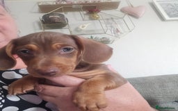 Dachshund dogs for sale: Dachshund puppies for sale - Image 4