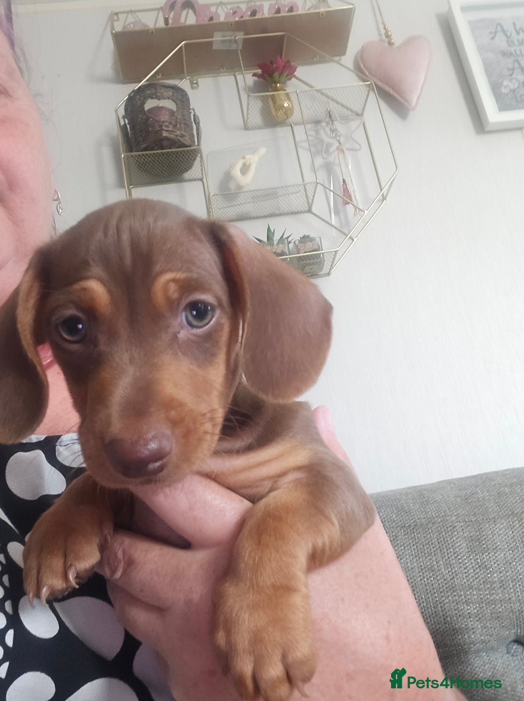 Dachshund dogs for sale: Dachshund puppies for sale - Image 4
