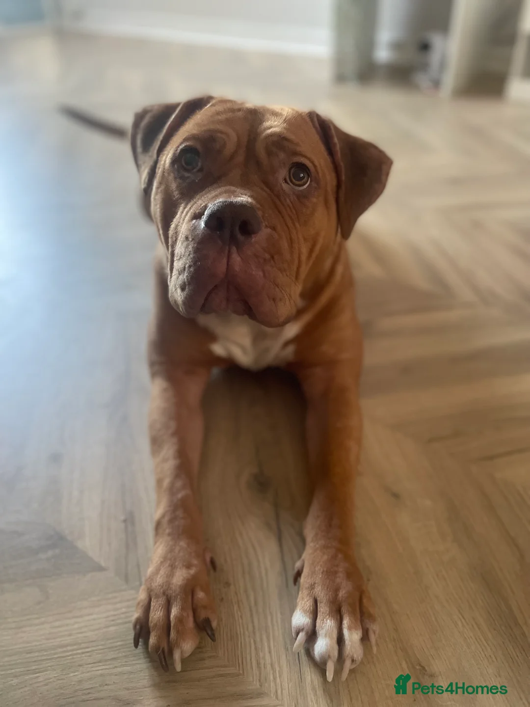 Mixed Breed dogs for sale: Beautiful Girl, Sad Circumstances  - Advert 2