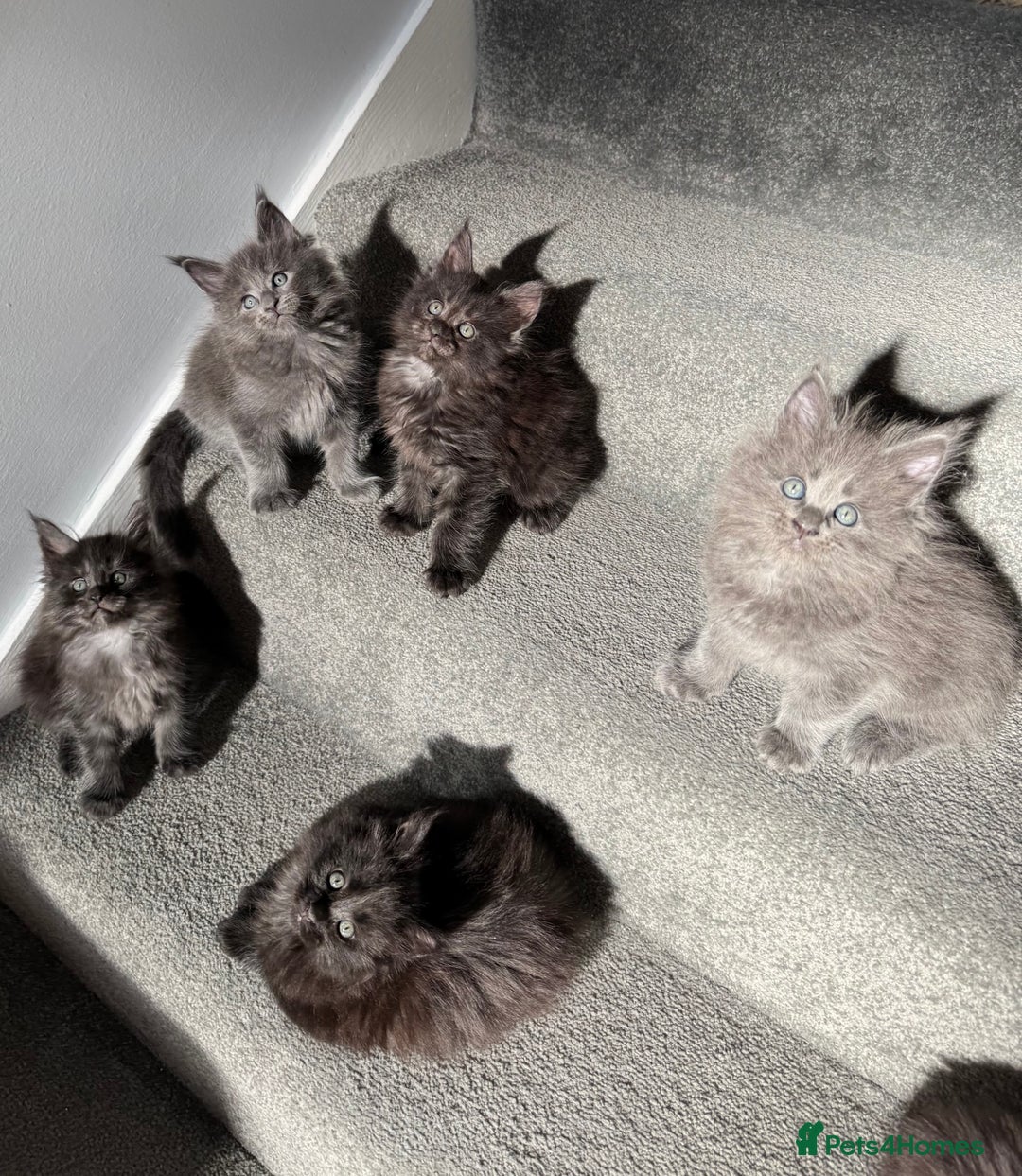 Maine Coon cats for sale: Pedigree Maine Coon Kittens – Blues & Smokes - Advert 21