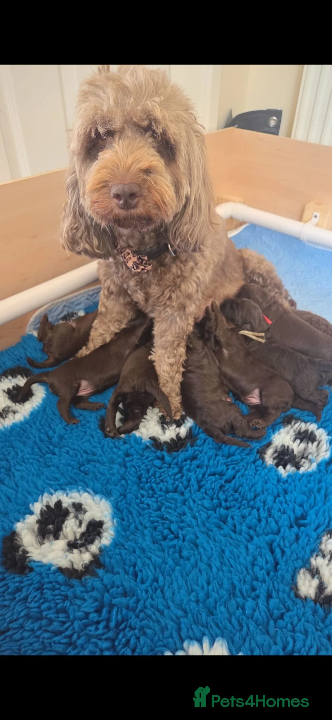 Cockapoo dogs for sale: Last chocolate Cockapoo girl  - Advert 2