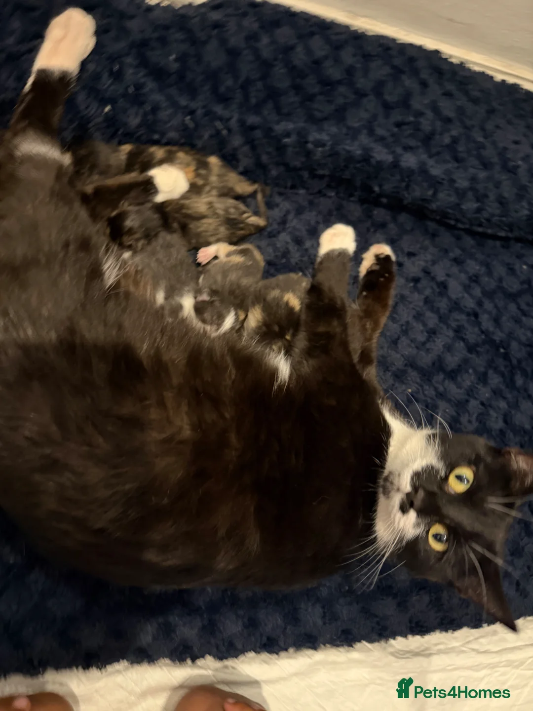 Mixed Breed cats for sale: FOR SALE: calico and black white kittens  - Advert 2
