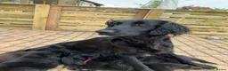 Flat coated Retriever dogs for sale: Stunning Flat Coated Retriever Pups - Advert 1