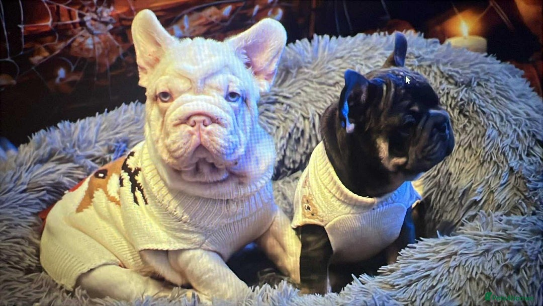 French Bulldog dogs for sale: Platinum Visual Pink French Bulldog Male - Advert 20