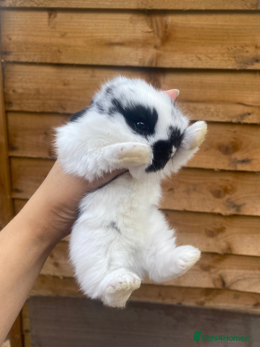 Mini Lop rabbits for sale: Adorable Purebred Mini Lops.  - Image 3