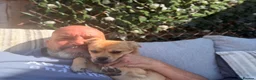 Mixed Breed dogs for adoption: ❤️MYLA❤️ THE LITTLE GIRL FOR ONE VERY LUCKY FAMILY - Advert 4
