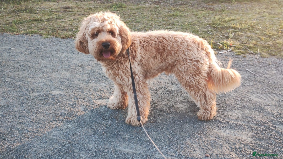 Cavapoo dogs for stud: Cavapoo F1B is ready for stud - Image 6