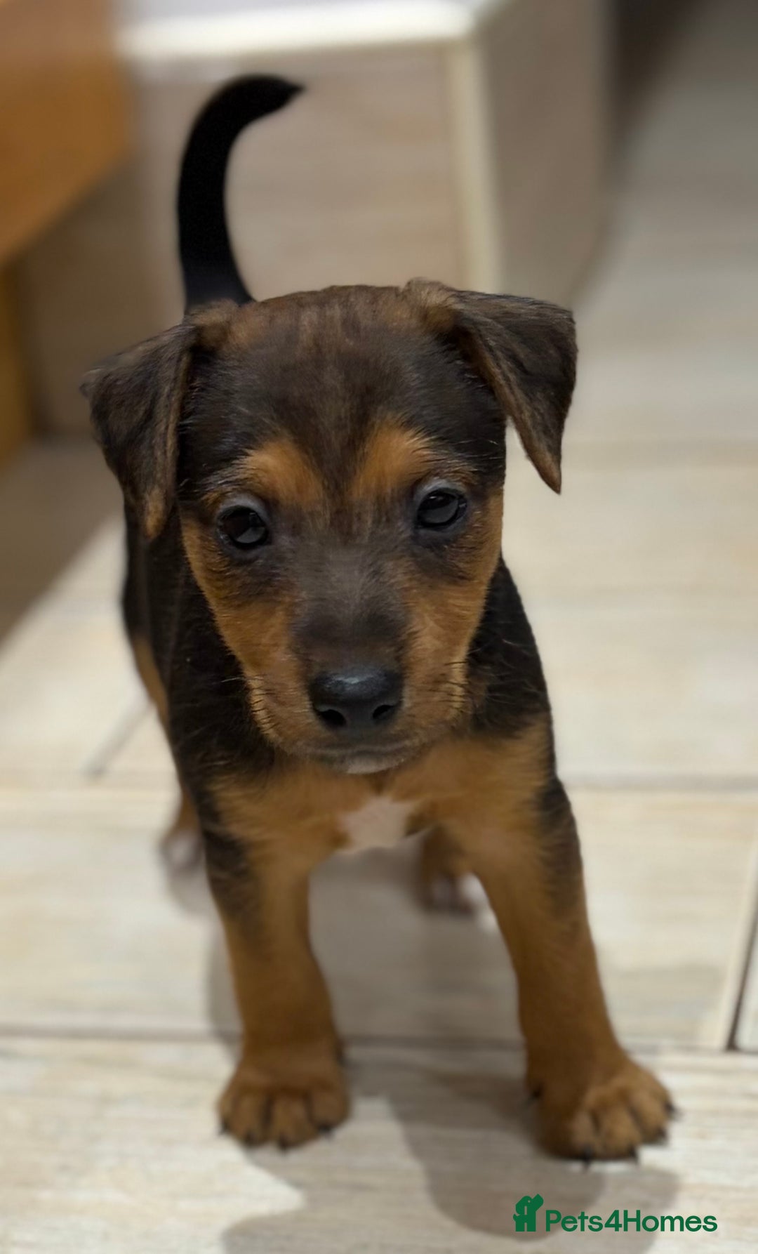 Patterjack dogs for sale: Terrier Puppies - Image 4