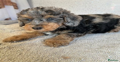 Shihpoo dogs - Advert 2