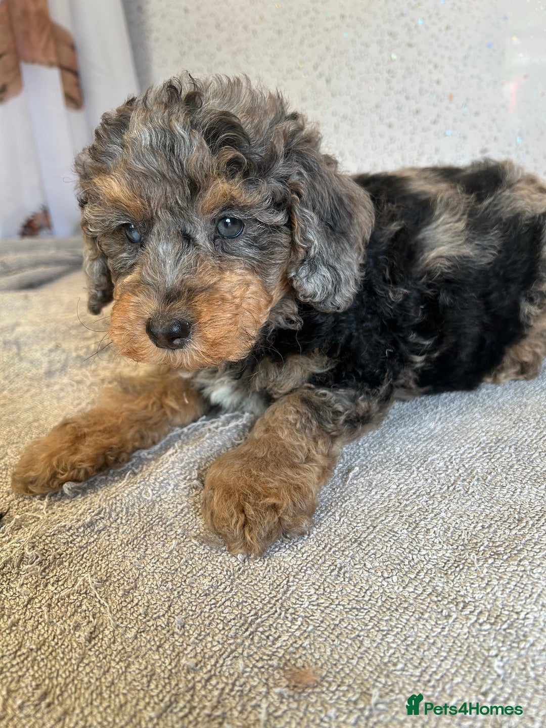 Shihpoo dogs for sale: Stunning shihpoo puppies - Image 3