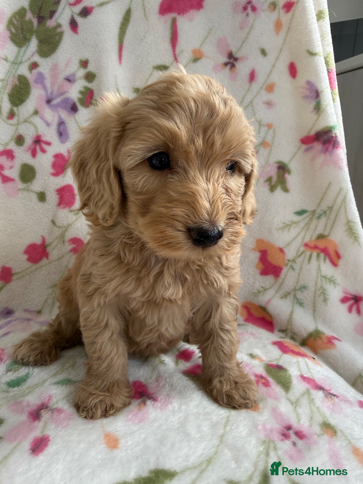 Cockapoo dogs 7 Beautiful Cockapoo Puppies  - Advert 1