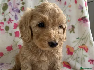 Cockapoo dogs 7 Beautiful Cockapoo Puppies - Advert 1
