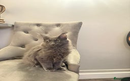 Maine Coon cats for sale:  Maine Coon Kittens Looking for Loving Homes 🐾 - Advert 7