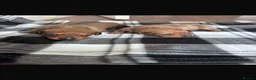 Miniature Dachshund dogs for sale: 2x male miniature dash hounds  - Advert 3