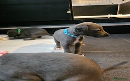 Whippet dogs for sale: excellent litter of Kc reg blue whippet puppies  - Image 21