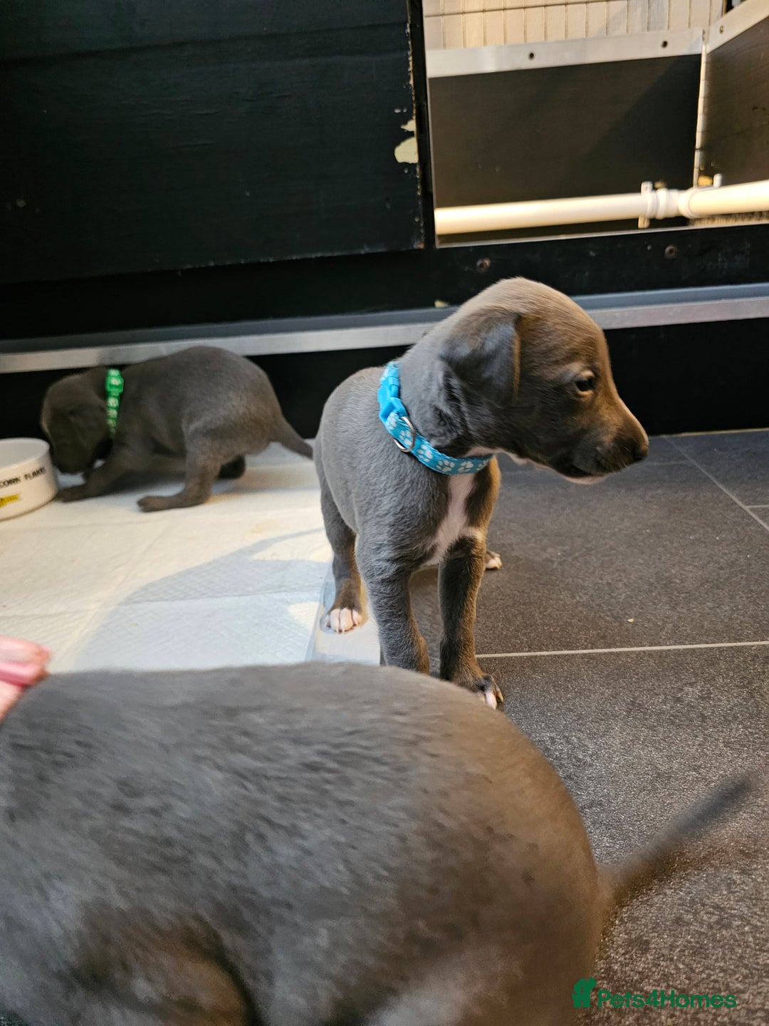 Whippet dogs for sale: excellent litter of Kc reg blue whippet puppies  - Image 21