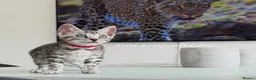 Bengal cats for sale: TICA Pedigree Bengals in Lynx and Silver Charcoal - Advert 12