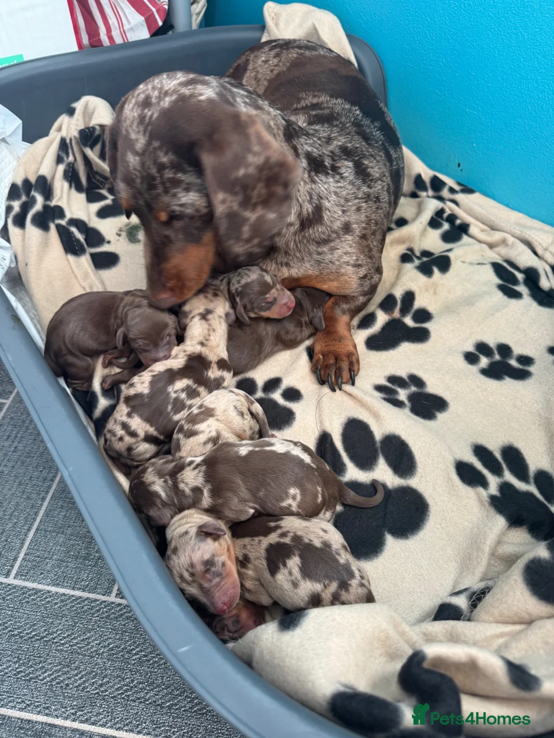 Miniature Dachshund dogs for sale: Beautiful litter of 7 miniature dachshund  in Ipswich - Advert 1