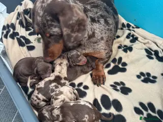 Miniature Dachshund dogs Beautiful litter of 7 miniature dachshund - Advert 1