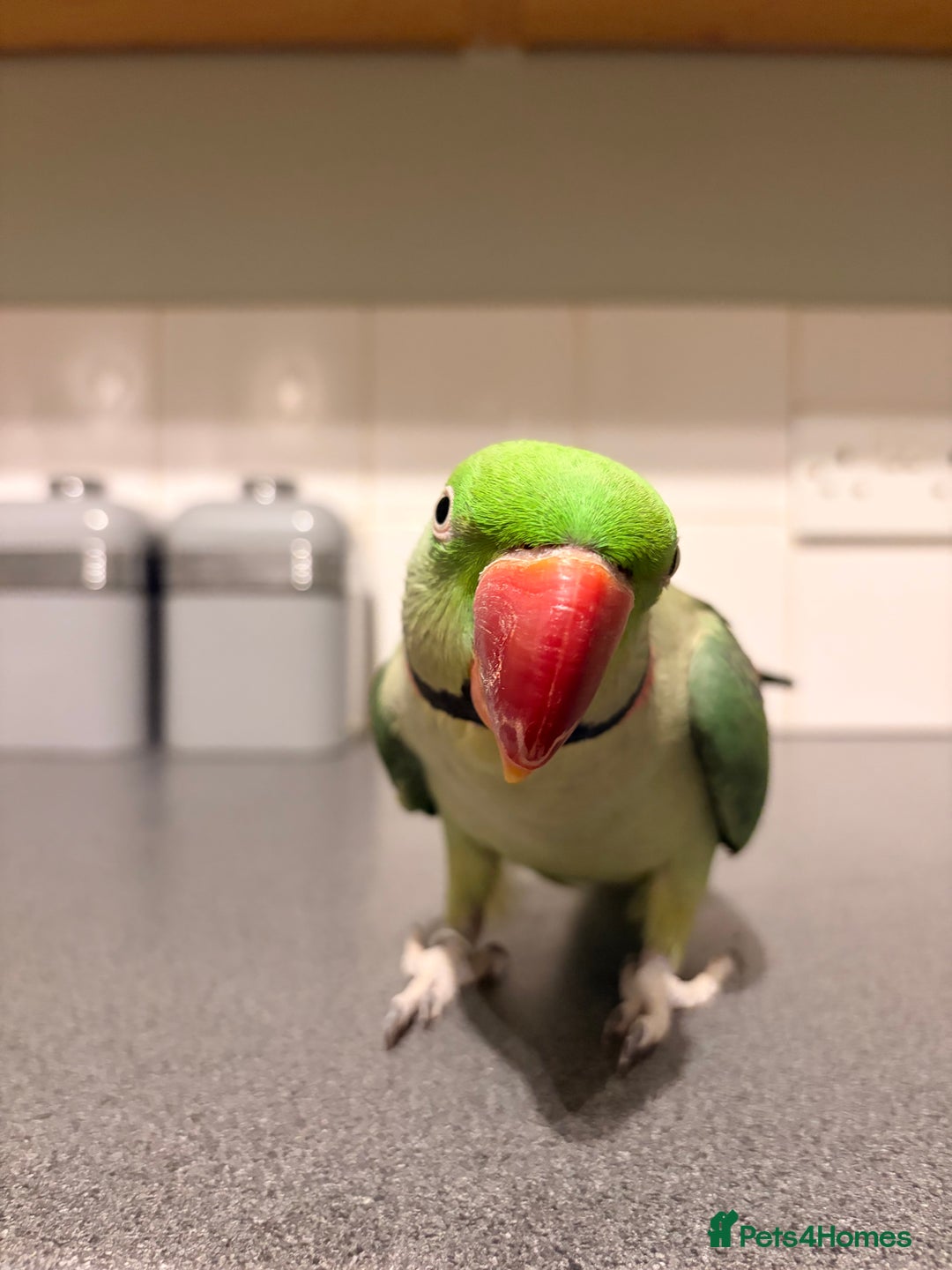 Parakeets birds for sale: Rose-ringed parakeet  - Advert 12