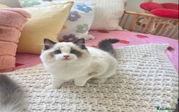 Ragdoll cats for sale: Cuddly Companion Ragdolls!! - Image 3