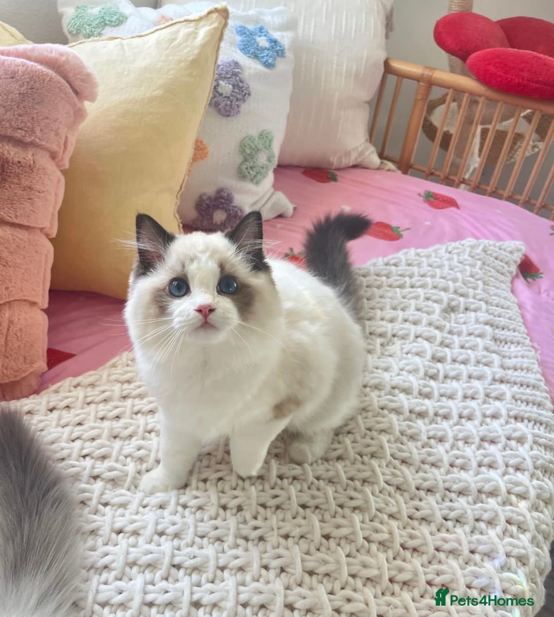 Ragdoll cats for sale: Cuddly Companion Ragdolls!! - Image 3