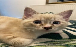 Ragdoll cats for sale: 3 cute boys ready for reservation 🐱 - Image 12
