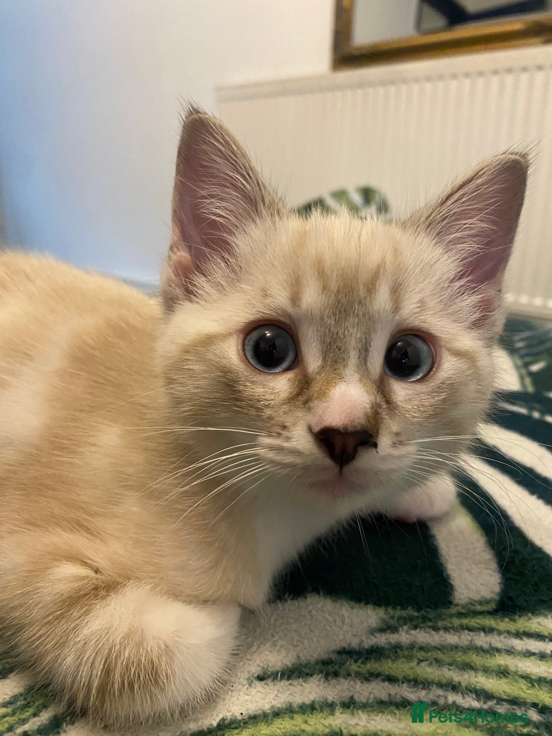 Ragdoll cats for sale: 3 cute boys ready for reservation 🐱 - Image 12