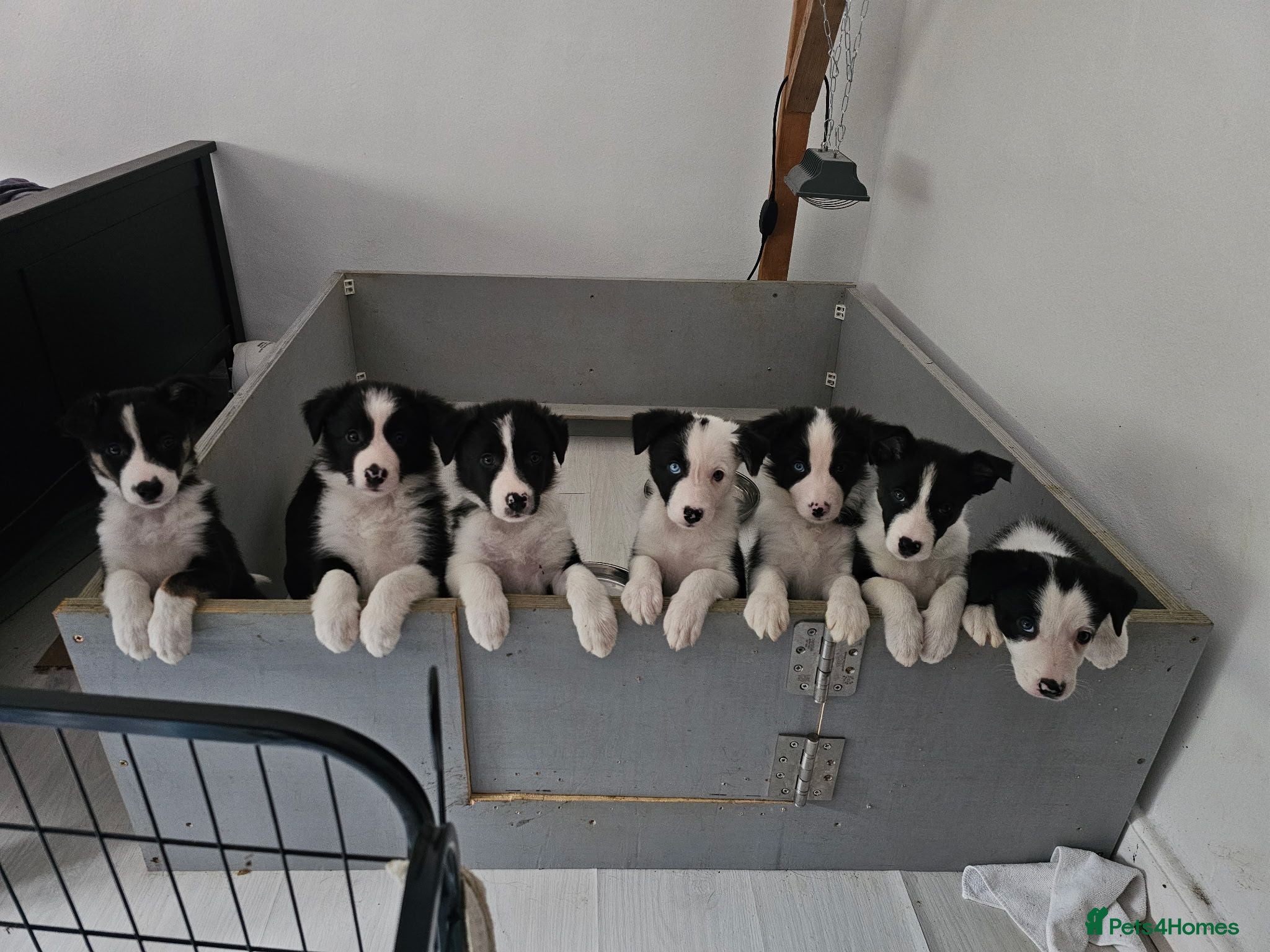 Border Collie dogs Border Collie Puppies - Advert 4